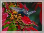 Kwiaty, Koliber, Ptak