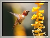 Makro, Koliber, Kwiat
