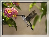 Koliber, Liście, Ptak, Kwiaty