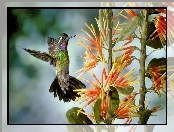 Koliber, Roślina, Ptak, Egzotyczna