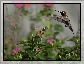 Koliber, Ptak, Liście, Roślina, Motyl