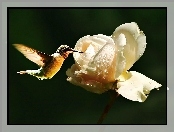 Róża, Koliber, Biała