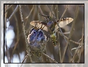 Kolibry, Gniazdo