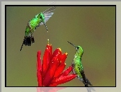 Kwiat, Kolibry