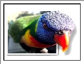 Papuga, 4D, Kolorowa, Lorysa górska