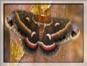 Drzewo, Kolorowy, Motyl