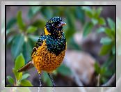 Grafika AI, Ptak, Kolorowy