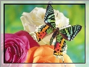 Kwiaty, Kolorowy, Motyl