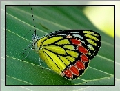 Liść, Kolorowy, Motyl