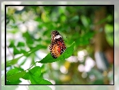 Liść, Kolorowy, Motyl