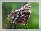 Kolorowy, Motyl