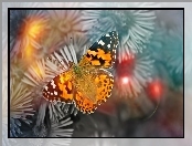 Motyl, Osetnik, Kolorowy, Rusałka