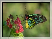 Motyl, Kolorowy, Czerwony, Kwiat, Australijski, Cairns Birdwing