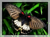 Kolorowy, Motyl