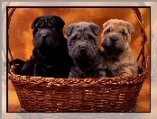 Kolory, Shar Pei, Trzy