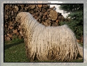 drewno, Komondor