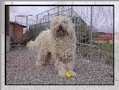 płot, Komondor, wysoki