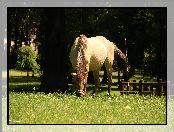 Koń, Łąka