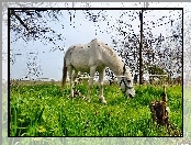 Koń, Ogrodzenie, Biały, Łąka