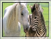 Koń, Przyjaźń, Biały, Zebra