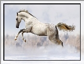 Koń, Galop