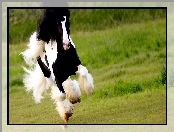 Koń, Galop