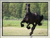 Kopyta, Koń, Galop