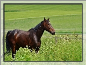 Ogrodzenie, Koń, Trawa