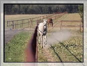 Padok, Koń, Galop