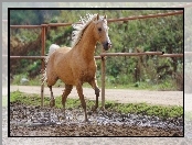Padok, Koń, Palomino