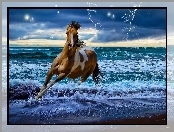 Koń, Plaża