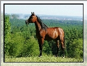 Roślinność, Koń, Arab