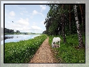 Koń, Biały, Las, Rzeka, Ścieżka