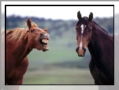 Koń by sie uśmiał