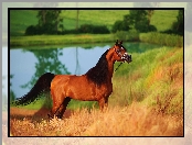 Staw, Koń, Arab