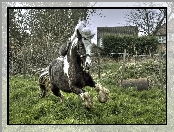 Trawa, Koń, Galop