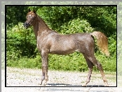 Zieleń, Koń, Arab