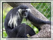 Konar, Małpka, Angola Colobus