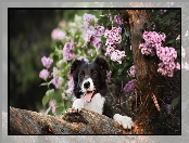Konar, Border collie, Bez