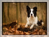 Konar, Liście, Border collie, Gałąź