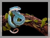 Liście, Konar, Żmija, Niebieska, Trimeresurus albolabris insularis