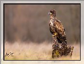 Konar, Bielik zwyczajny