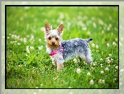 Koniczyna, Yorkshire terrier, Łąka