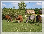 Łąka, Drzewa, Konie, Domy
