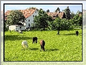 Łąka, Drzewa, Konie, Domy