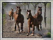 Drzewa, Konie, Galop