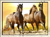 Konie, Droga, Dzikie, Galop