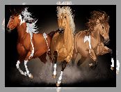 Konie, Galop