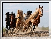 Galop, Konie, Bieg
