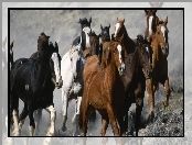Galop, Konie, Stado